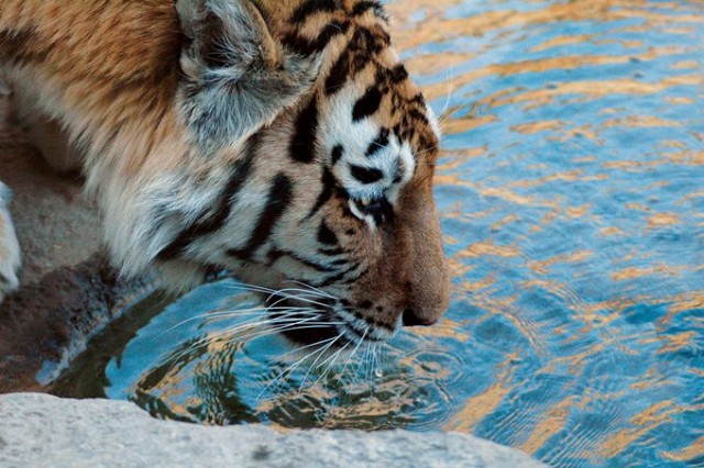 Szibériai tigris