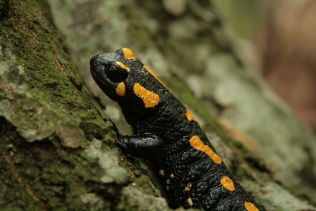 Foltos szalamandra